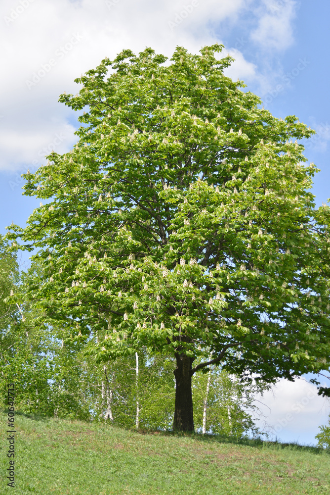 Fototapeta premium Blossoming chestnut