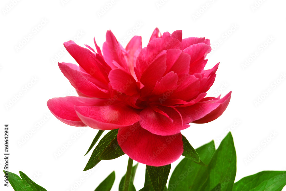 Pink peony Pink peony