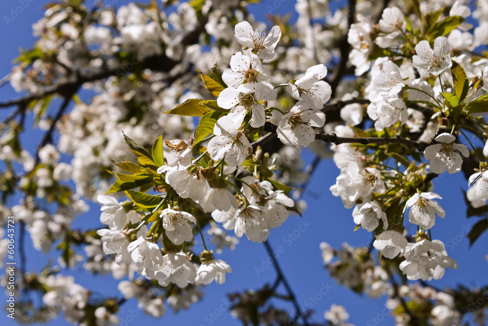 Cherry-tree bloom. Cherry-tree bloom.
