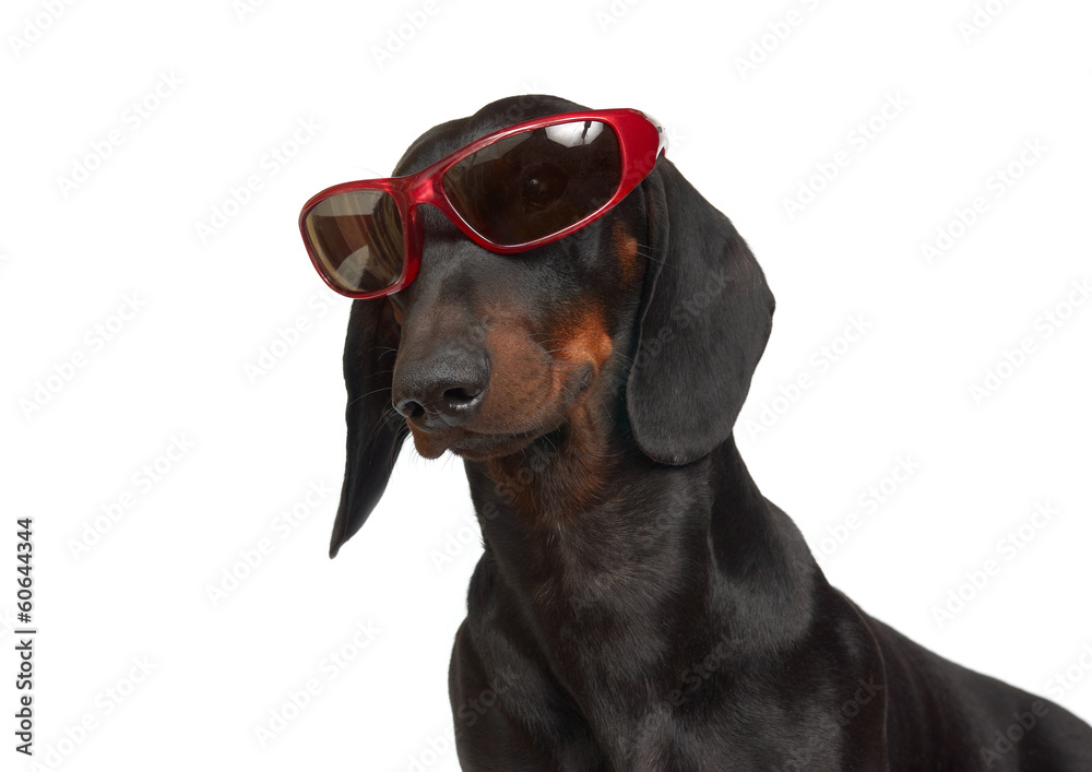 Young smooth black and tan dachshund in red sunglasses