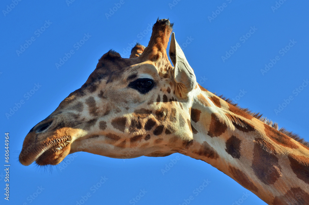 giraffe