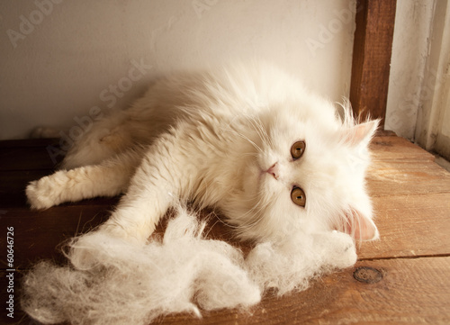 Cat and piles of cat hair