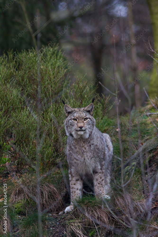 Luchs in seinem Lebensraum