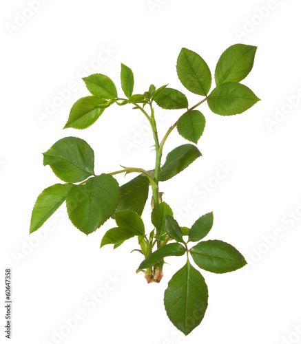 Young branch of rose isolated on white