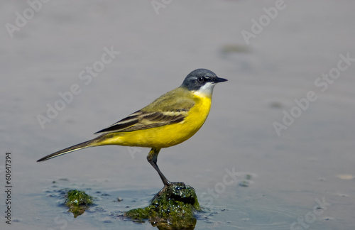 cutrettola capocenerino femmina (Motacilla flava cinereocapilla) photo