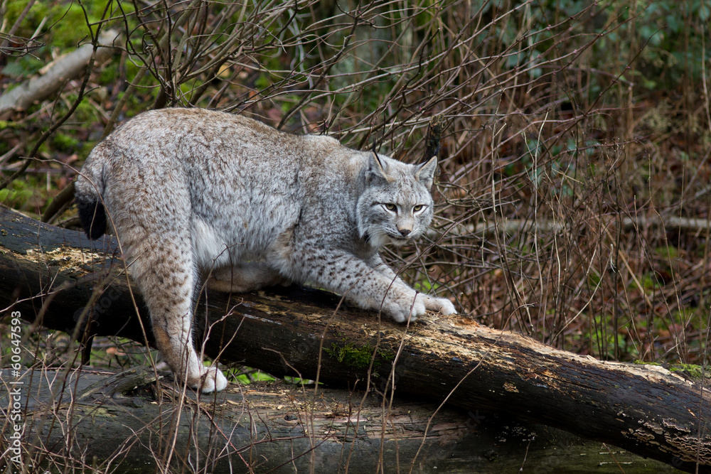 Fototapeta premium Luchs in seinem Lebensraum