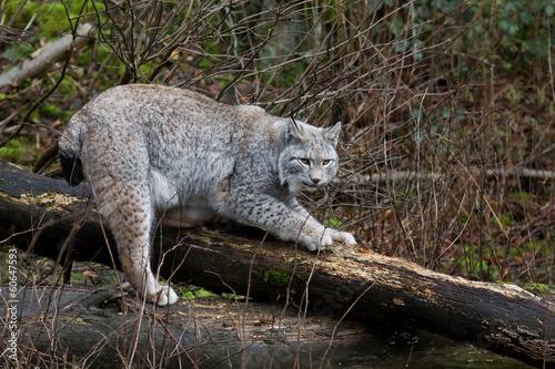 Luchs in seinem Lebensraum