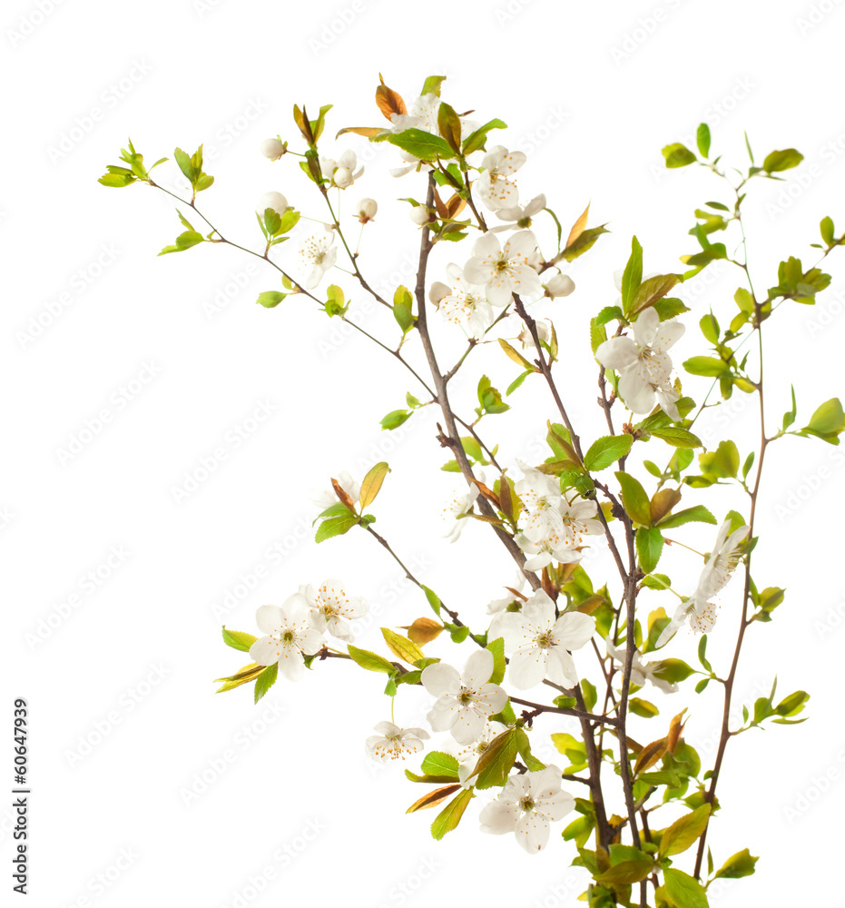 Obraz premium cherry in blossom isolated on white.