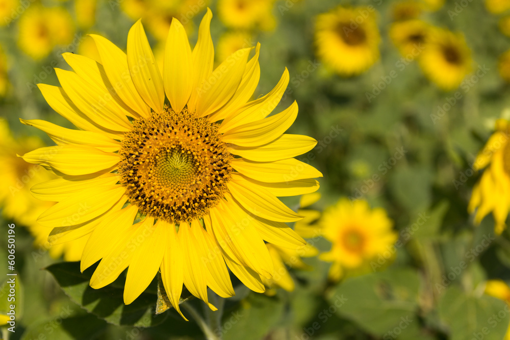 Field of blooming sunflowers