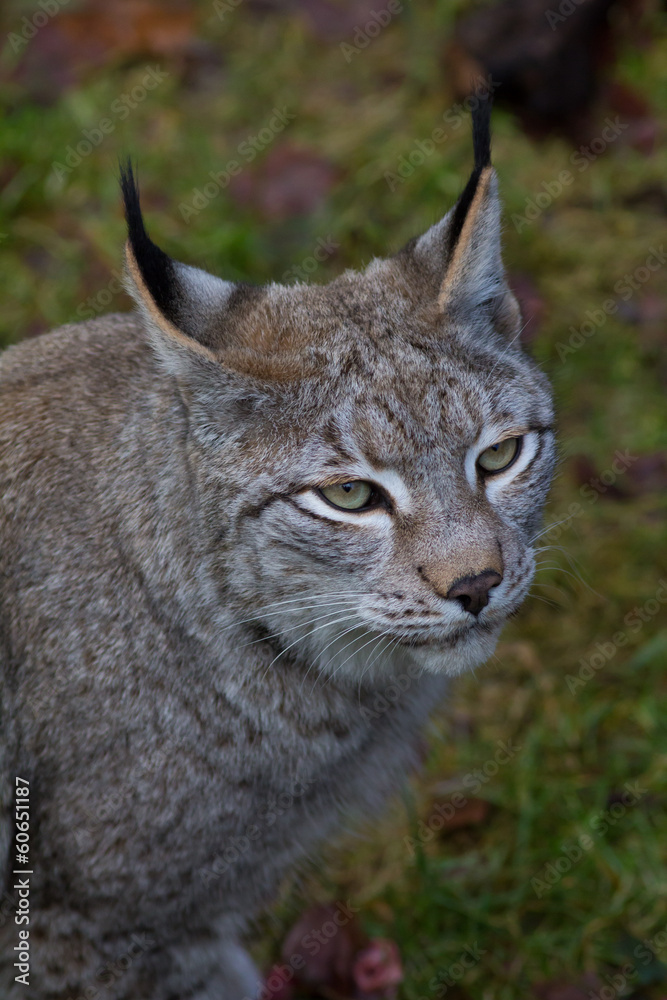 Obraz premium Luchs von oben fotografiert