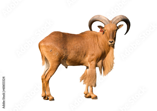 barbary sheep