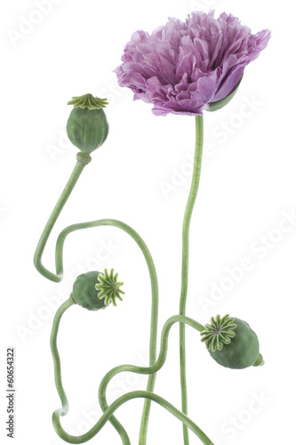 Fototapeta Naklejka Na Ścianę i Meble -  poppy