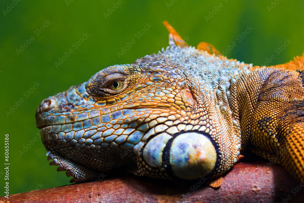 Obraz premium Iguana relaxing on a branch