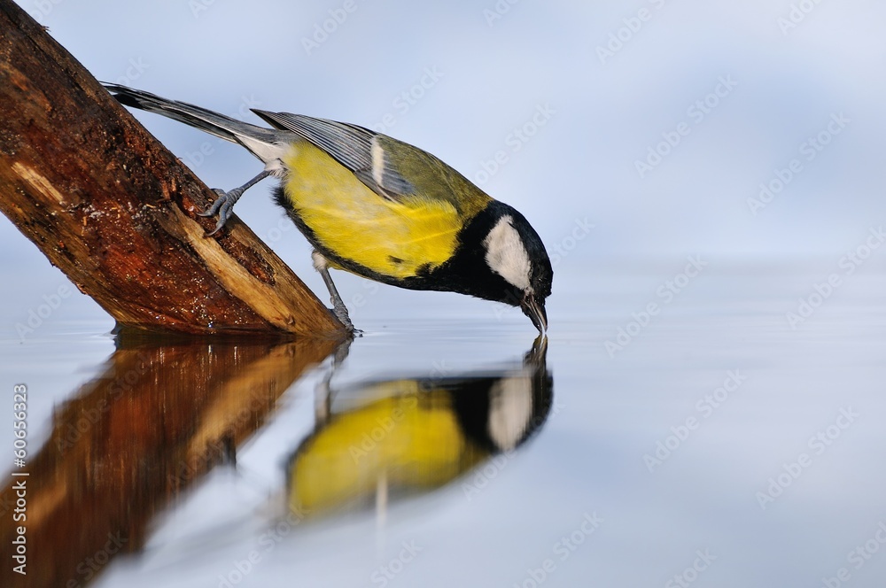 Fototapeta premium Great tit on water.