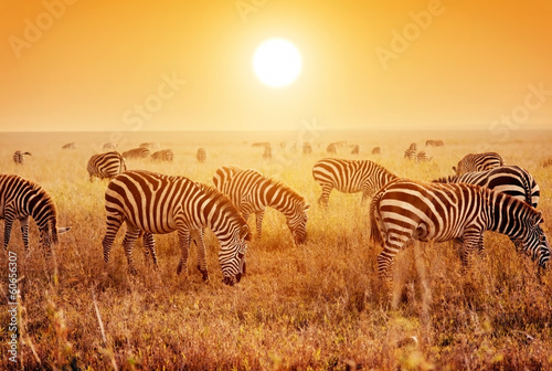zebry-na-afrykanskiej-sawannie