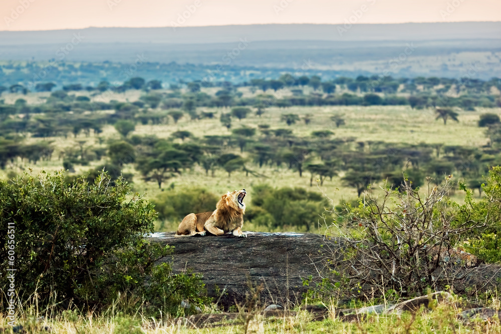 Obraz premium Lew ryczy na sawannie. Safari w Serengeti, Tanzania, Afryka