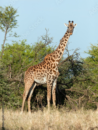 Giraffe on savanna. Safari in Serengeti  Tanzania  Africa