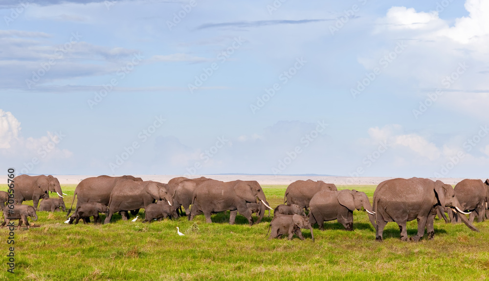 Elephants herd on savanna. Safari in Amboseli, Kenya, Africa Elephants herd on savanna. Safari in Amboseli, Kenya, Africa