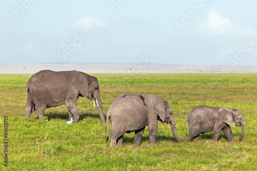 Elephants herd on savanna. Safari in Amboseli, Kenya, Africa