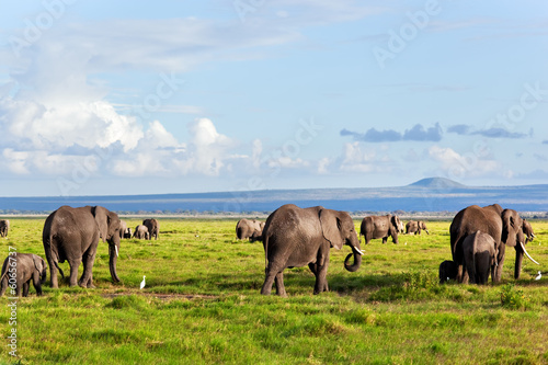 Elephants herd on savanna. Safari in Amboseli, Kenya, Africa photo