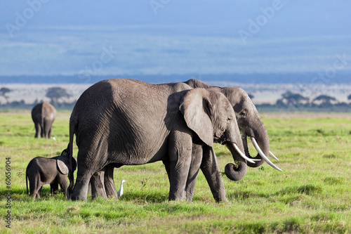 Elephants herd on savanna. Safari in Amboseli, Kenya, Africa