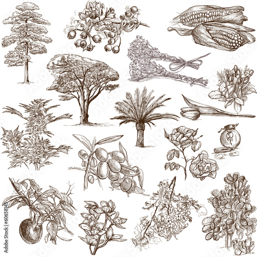 Trees, Plants and Flowers  around the World - drawings on white photo