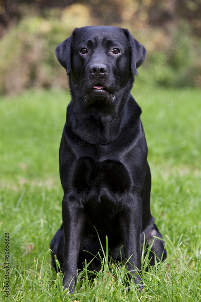 Black labrador sitting on green grass