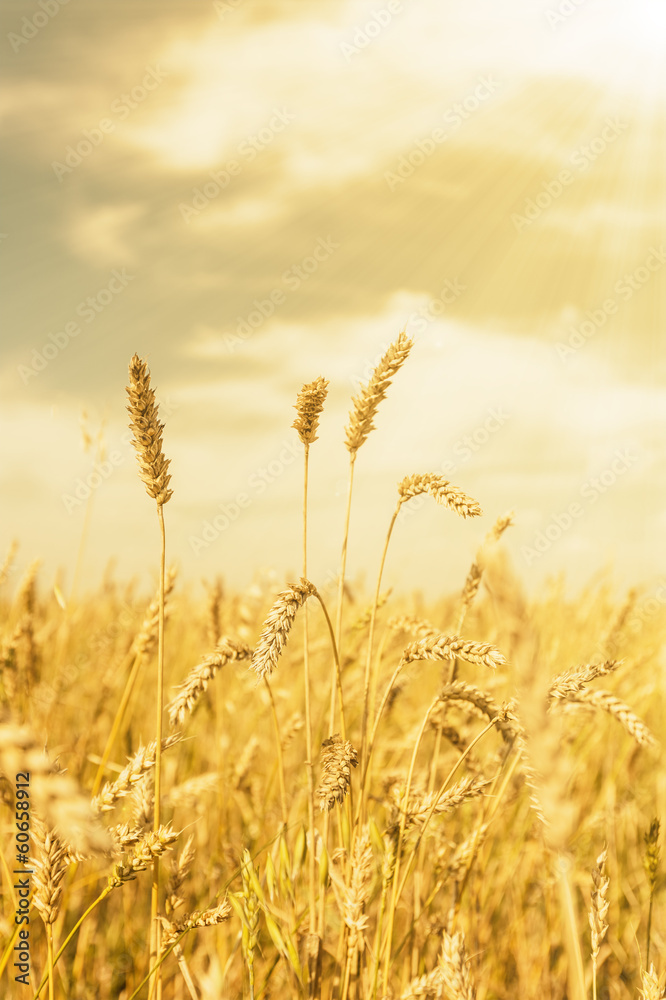 Fototapeta premium Wheat ears under golden shining