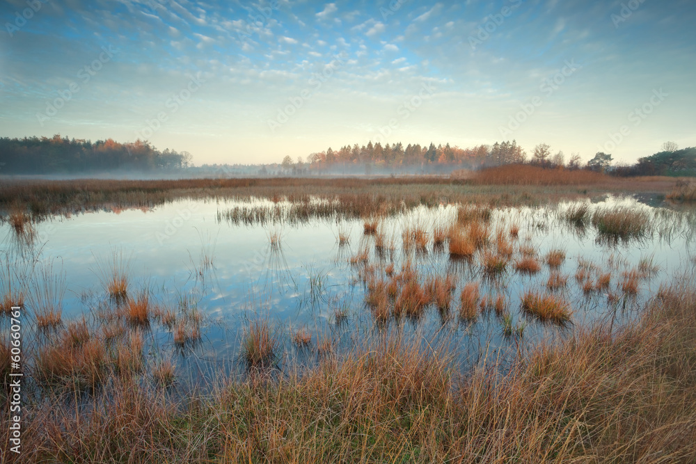 gold sunshine over swamp in autumn