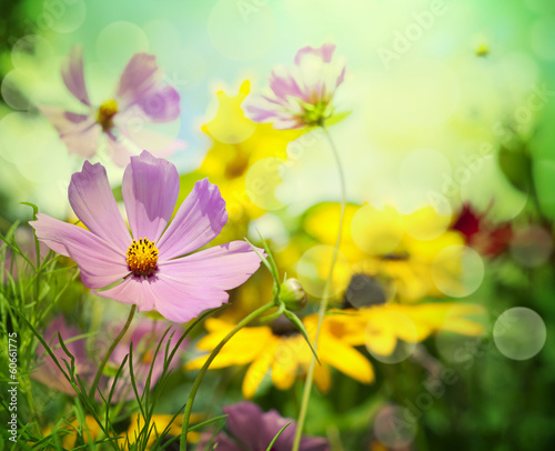 Fototapeta Naklejka Na Ścianę i Meble -  Flowers