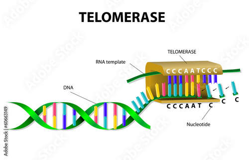 telomerase elongates telomere photo