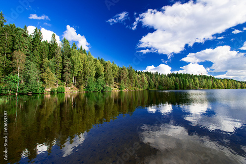 Forest lake at summer
