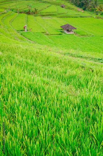 Bali - Jati Luwih Rice Terraces photo