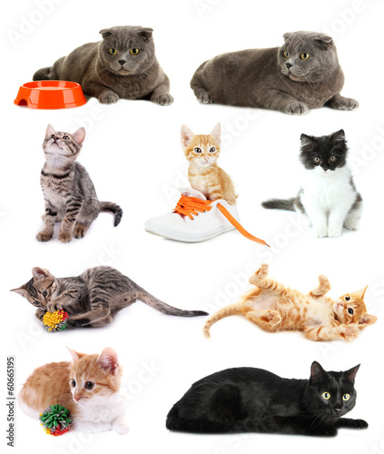 Collage of kittens isolated on white
