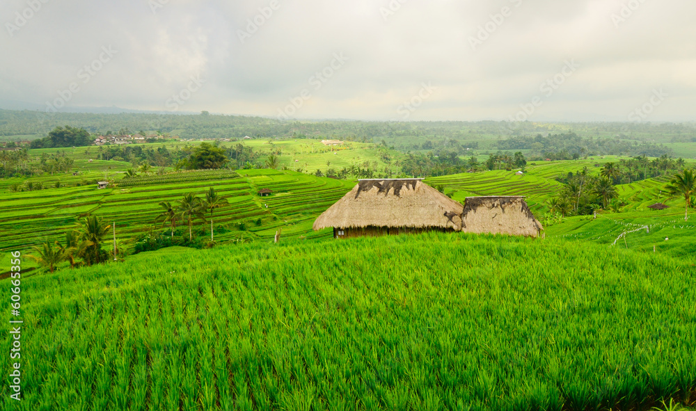 Bali - Jati Luwih Rice Terraces Bali - Jati Luwih Rice Terraces
