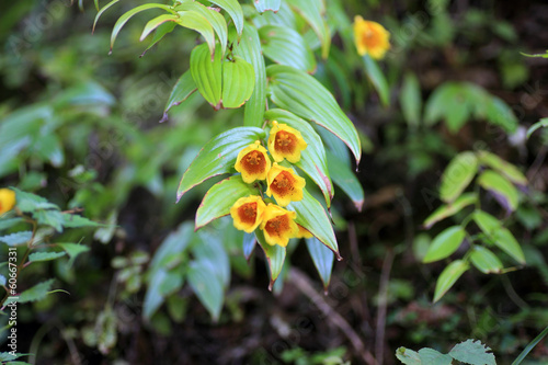 Kii Toad Lily (Tricyrtis macrantha) in Japan  photo