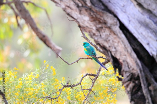Photography Mulga Parrot (Psephotus varius) in Australia