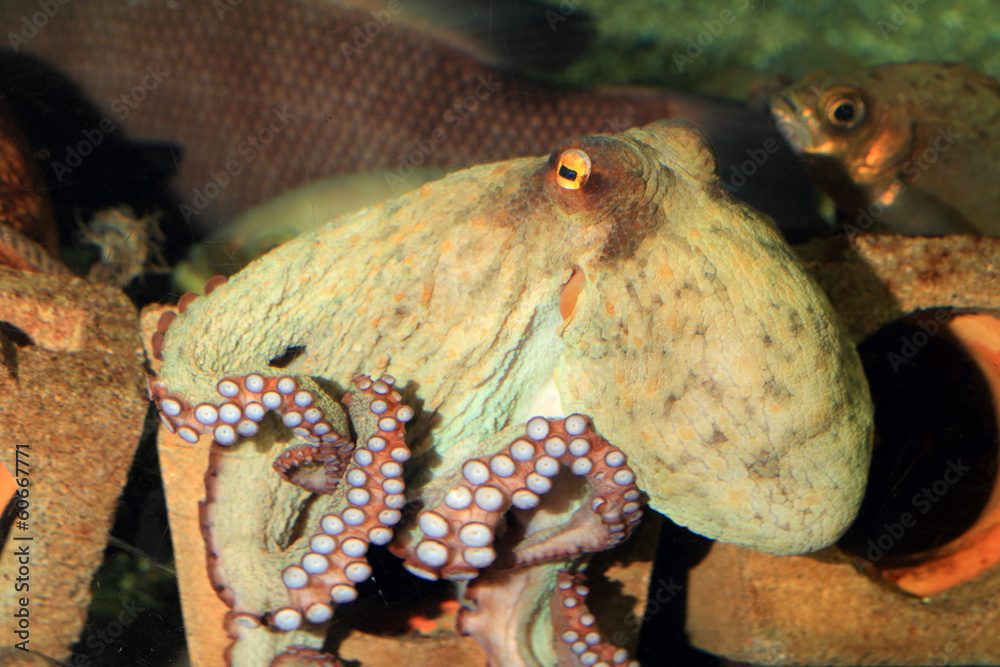 Fototapeta premium Common octopus (Octopus vulgaris) in Japan 