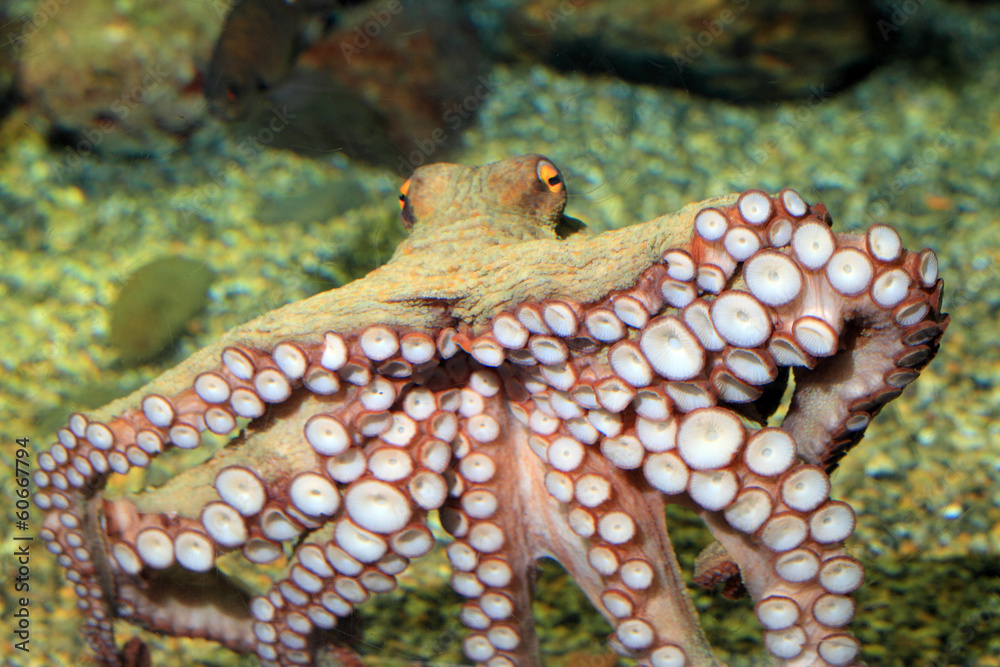 Naklejka premium Common octopus (Octopus vulgaris) in Japan 