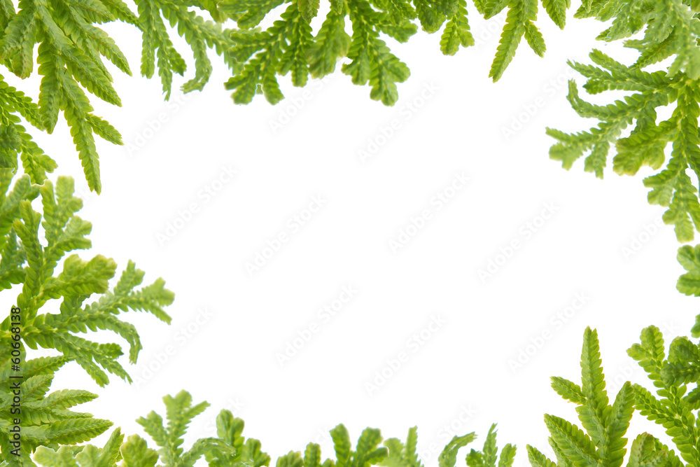 Green fern  leaves frame