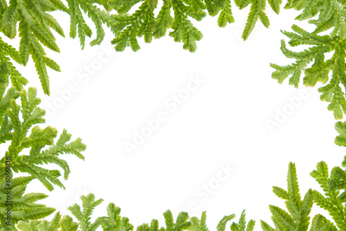 Green fern leaves frame
