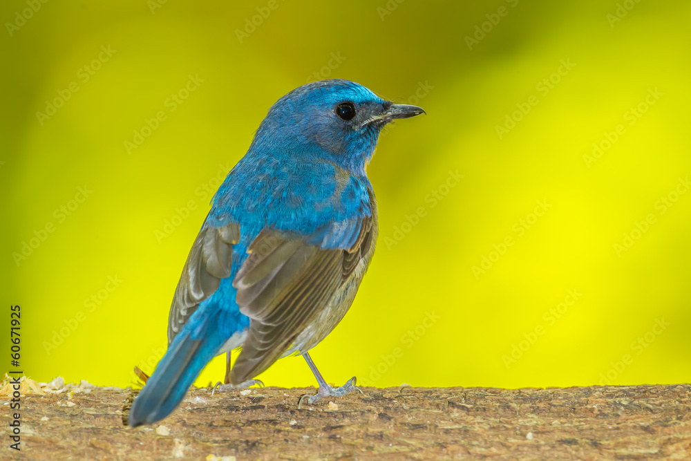 Deep blue of Chinese Blue Flycatcher(Cyornis glaucicomans) Deep blue of Chinese Blue Flycatcher(Cyornis glaucicomans)
