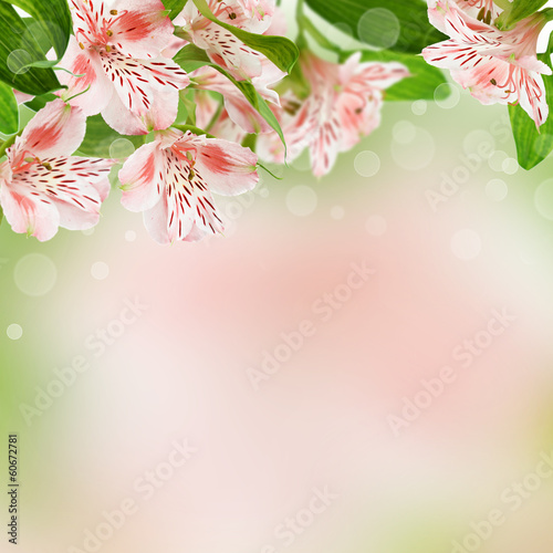 Alstroemeria flowers on spr...