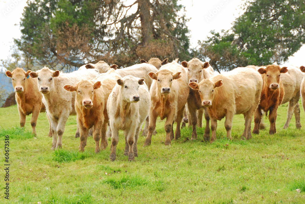 Obraz premium Brangus Steers