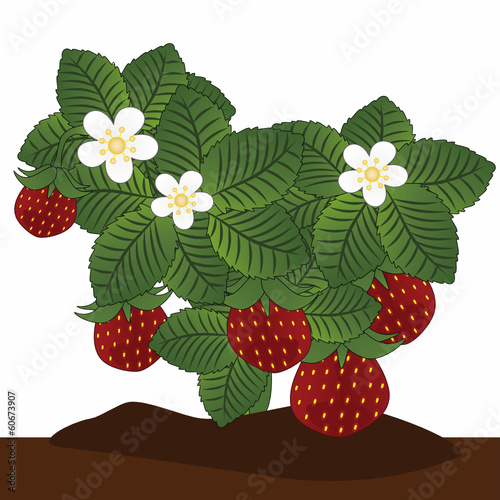 Erdbeeren