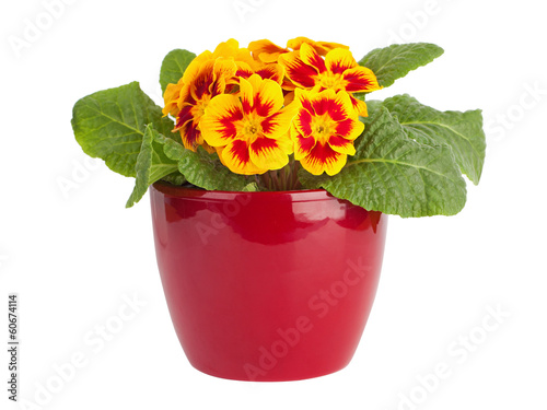 Yellow and red primrose in red pot