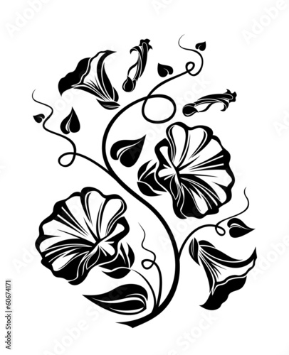 Fototapeta Naklejka Na Ścianę i Meble -  Bindweed black silhouette. Vector illustration.