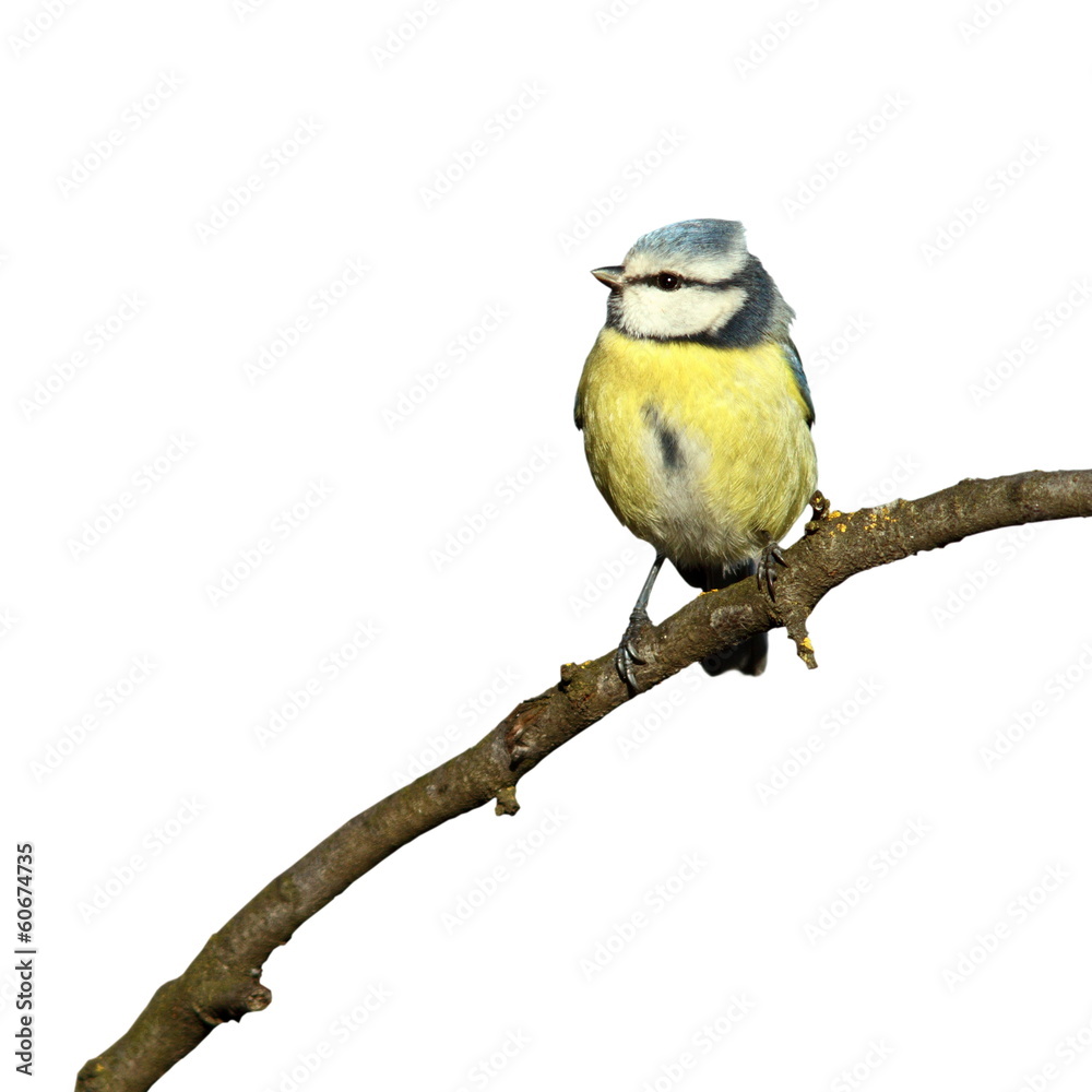 Fototapeta premium blue tit isolated on white