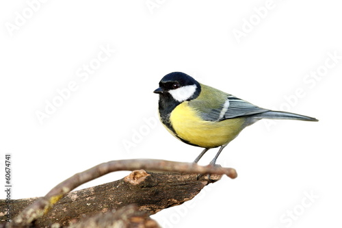 isolated great tit with place for text