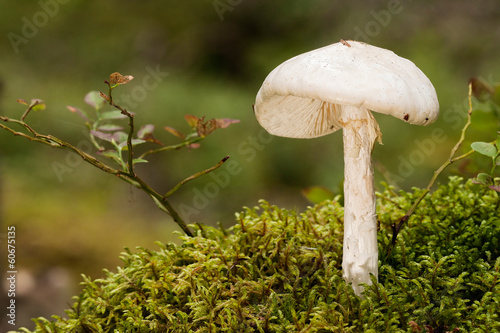 European destroying angel